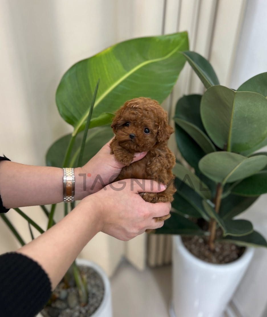 Poodle puppy for sale, dog for sale at Tagnimal