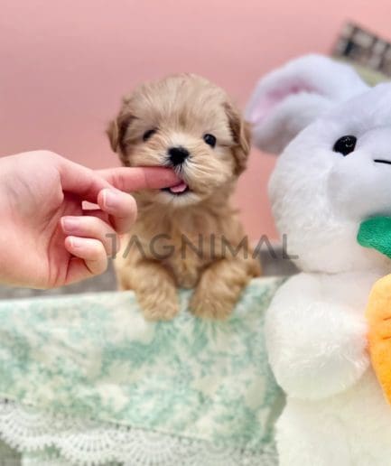 Maltipoo puppy for sale, dog for sale at Tagnimal