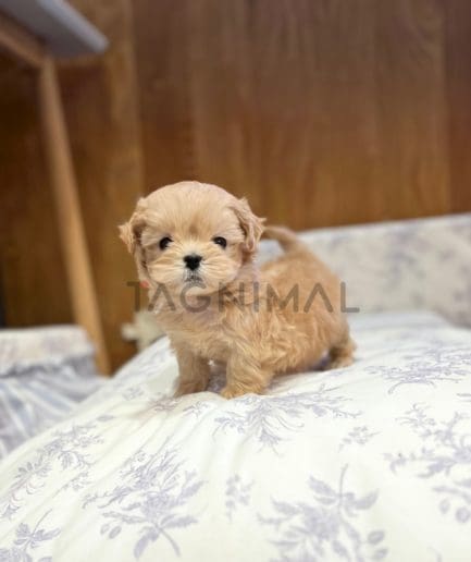 Maltipoo puppy for sale, dog for sale at Tagnimal