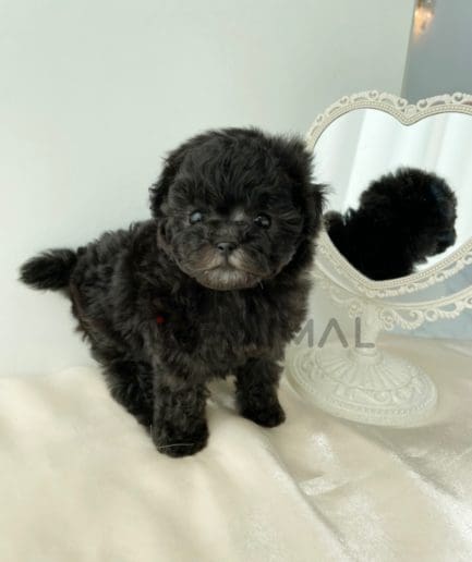 Poodle puppy for sale, dog for sale at Tagnimal