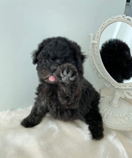 Poodle puppy for sale, dog for sale at Tagnimal