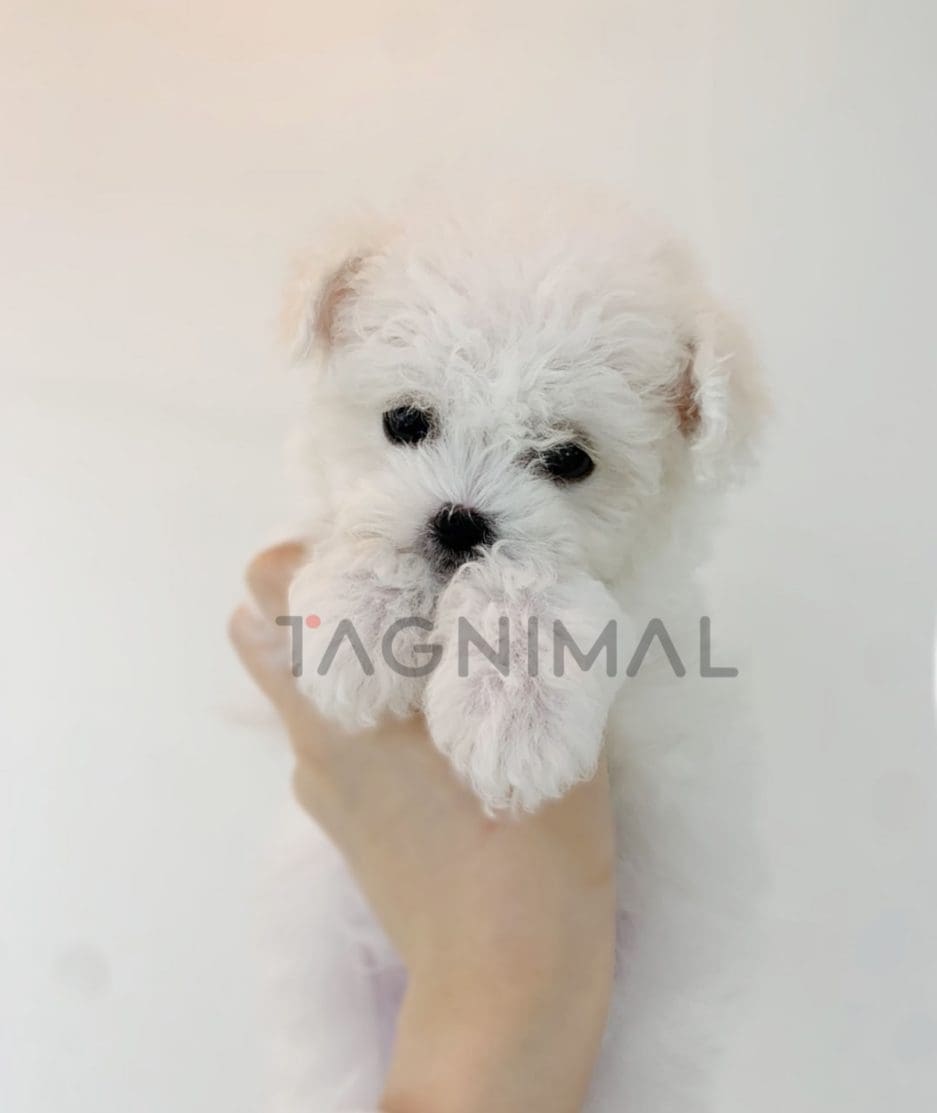 Bichon puppy for sale, dog for sale at Tagnimal