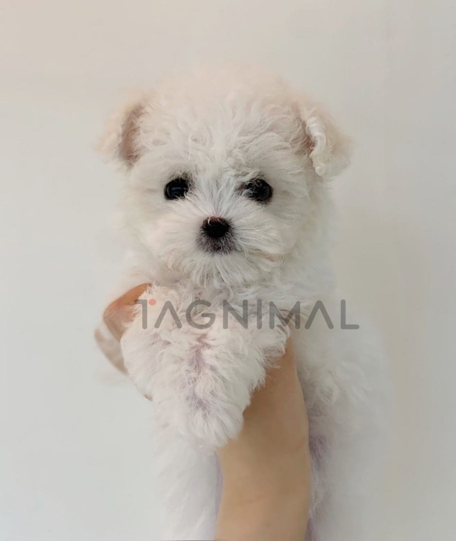 Bichon puppy for sale, dog for sale at Tagnimal