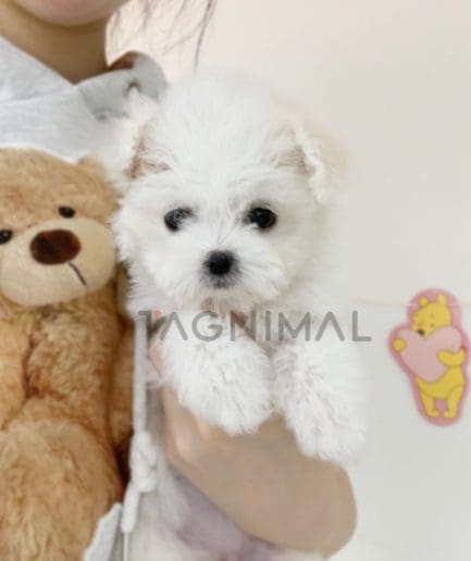 Bichon puppy for sale, dog for sale at Tagnimal