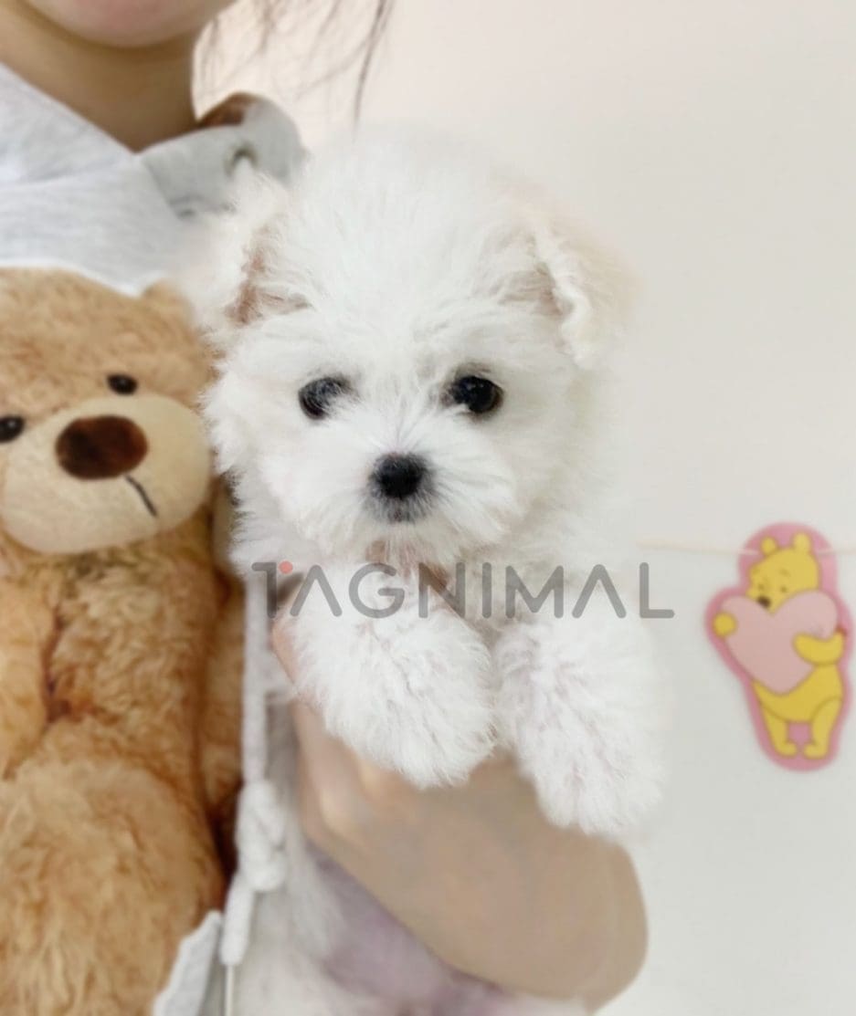 Bichon puppy for sale, dog for sale at Tagnimal