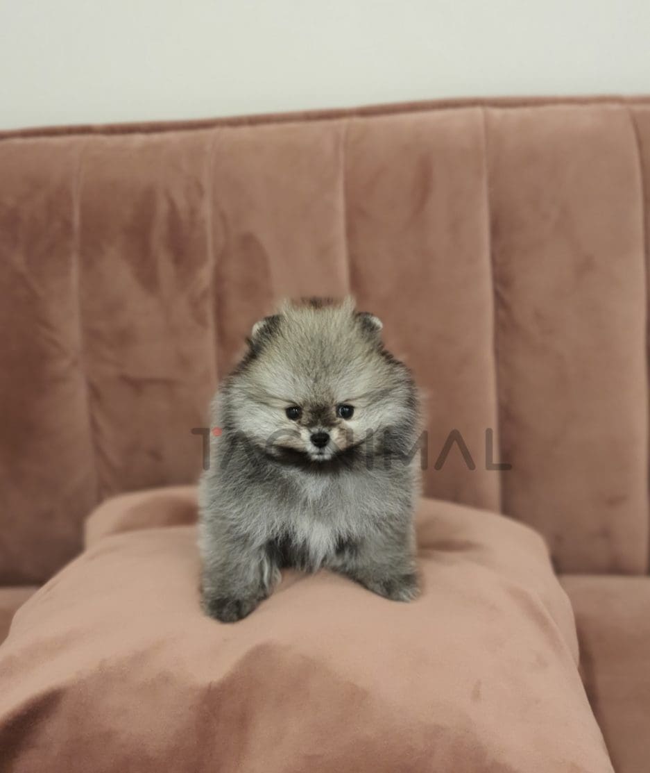 Pomeranian puppy for sale, dog for sale at Tagnimal