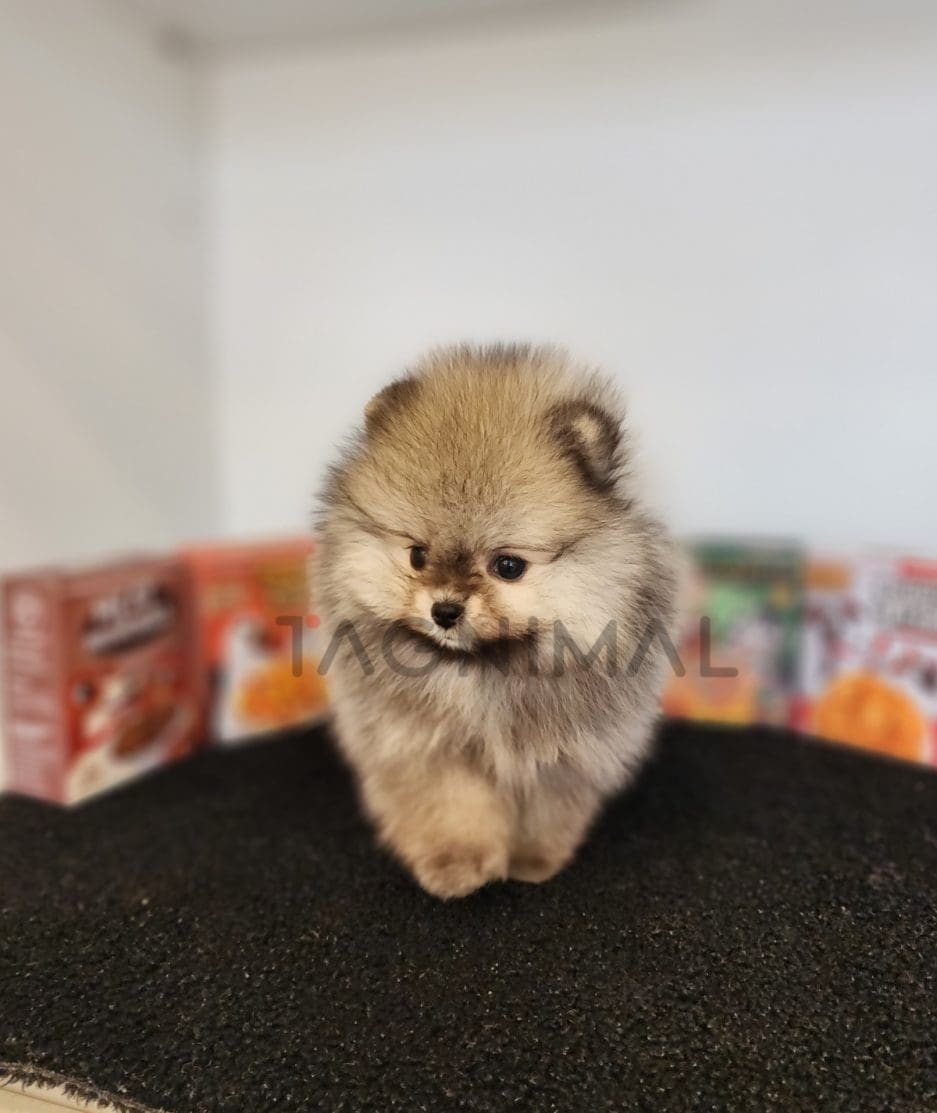 Pomeranian puppy for sale, dog for sale at Tagnimal