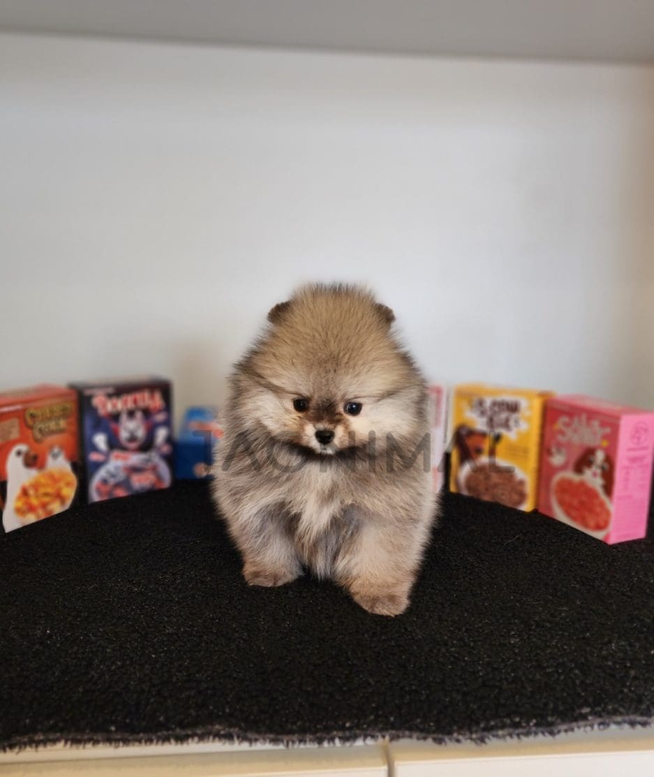 Pomeranian puppy for sale, dog for sale at Tagnimal