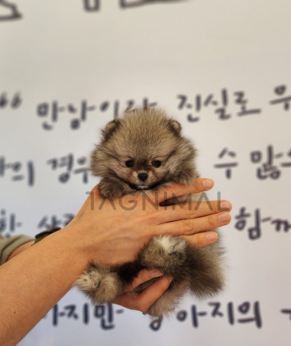 Pomeranian puppy for sale, dog for sale at Tagnimal