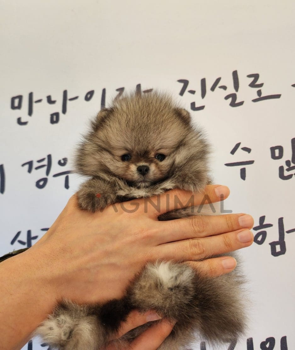 Pomeranian puppy for sale, dog for sale at Tagnimal