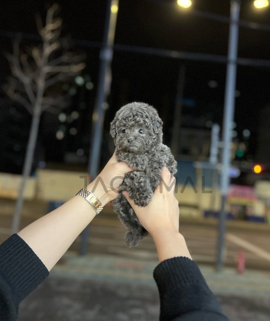 Poodle puppy for sale, dog for sale at Tagnimal