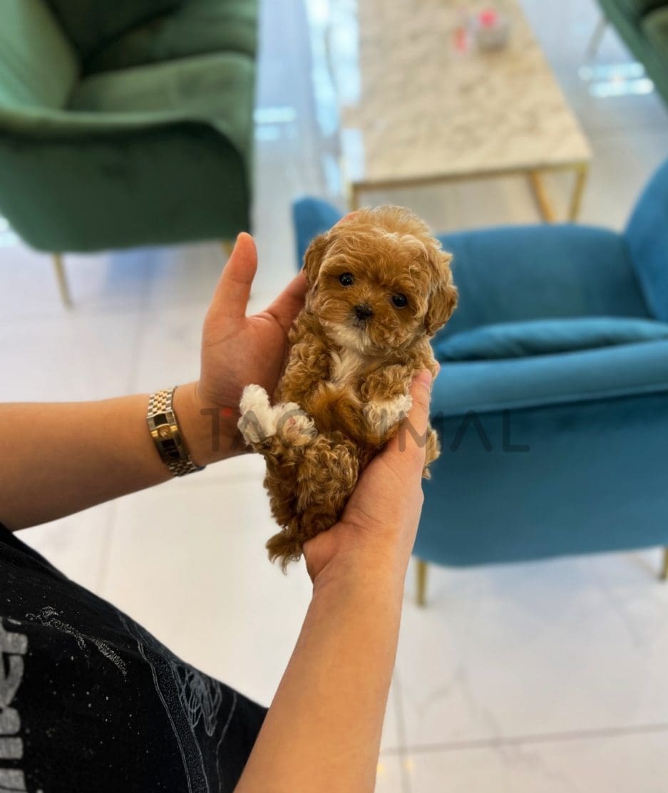 Maltipoo puppy for sale, dog for sale at Tagnimal