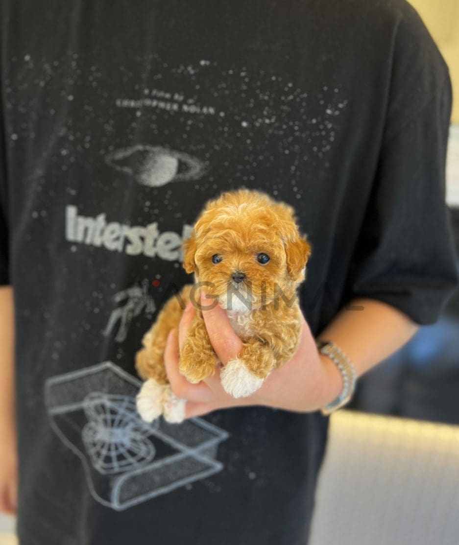 Maltipoo puppy for sale, dog for sale at Tagnimal