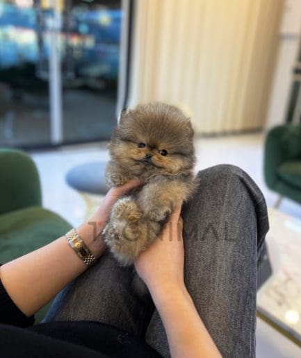 Pomeranian puppy for sale, dog for sale at Tagnimal