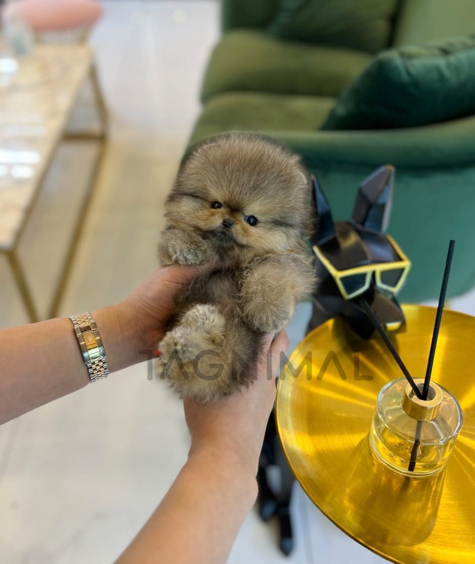 Pomeranian puppy for sale, dog for sale at Tagnimal