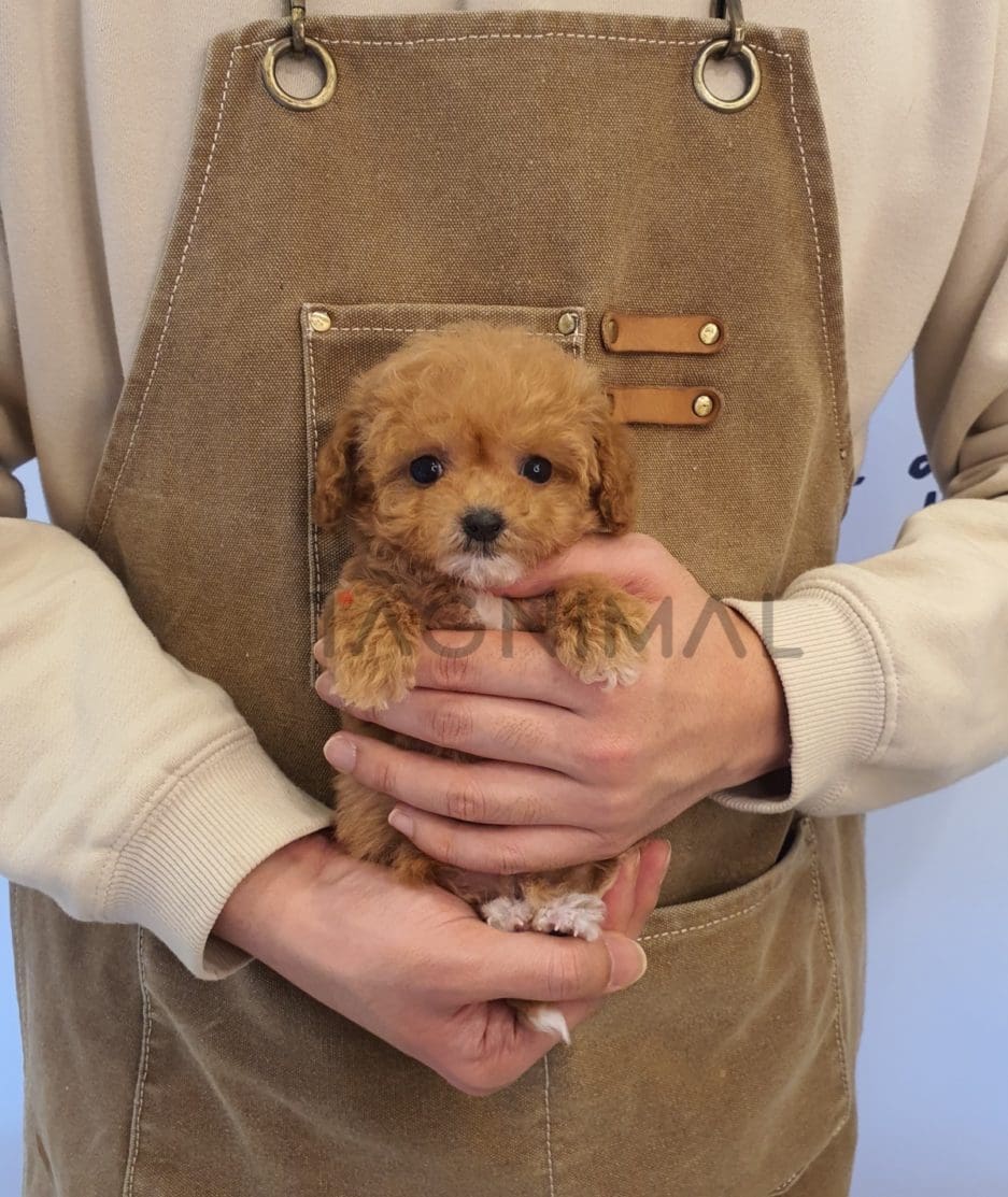 Maltipoo puppy for sale, dog for sale at Tagnimal