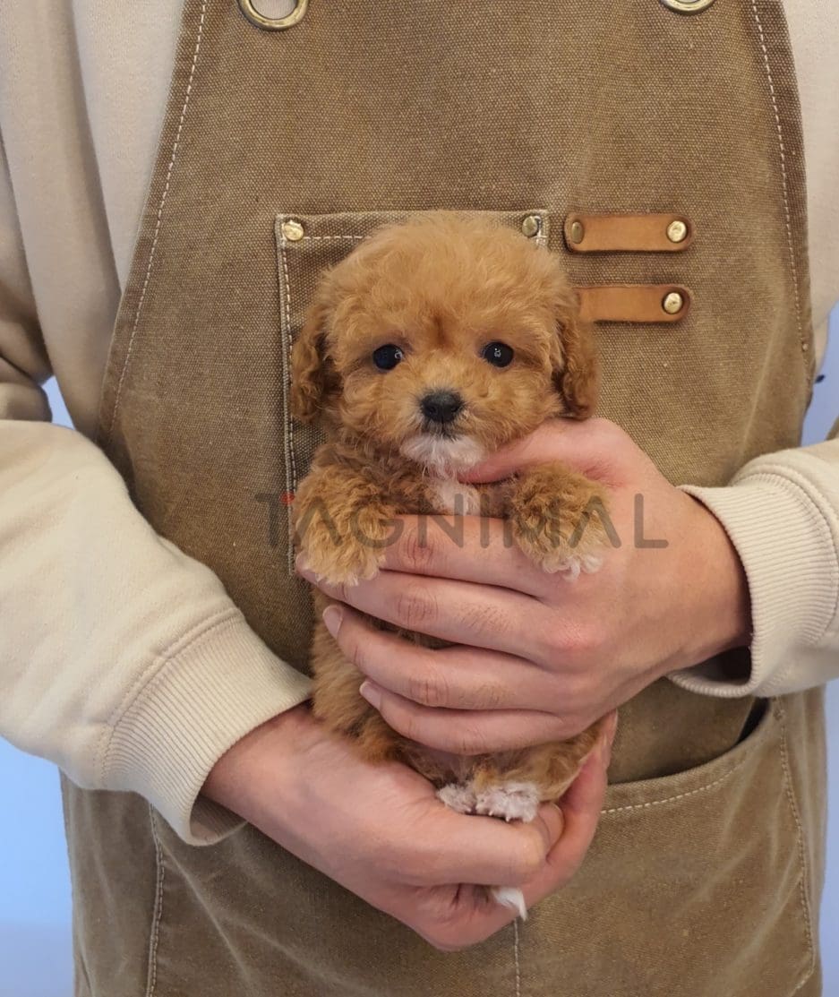 Maltipoo puppy for sale, dog for sale at Tagnimal