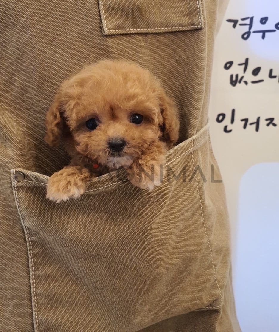 Maltipoo puppy for sale, dog for sale at Tagnimal