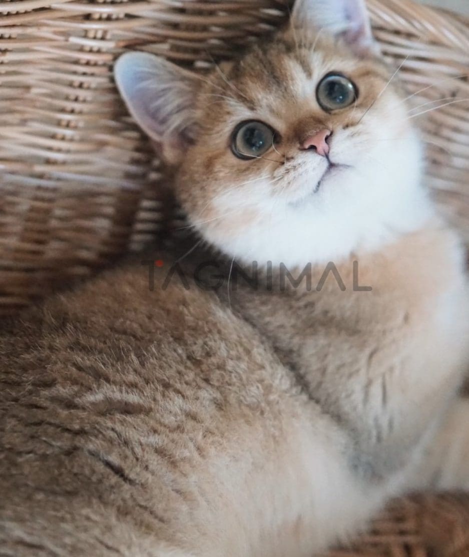 British shorthair kitten for sale, cat for sale at Tagnimal