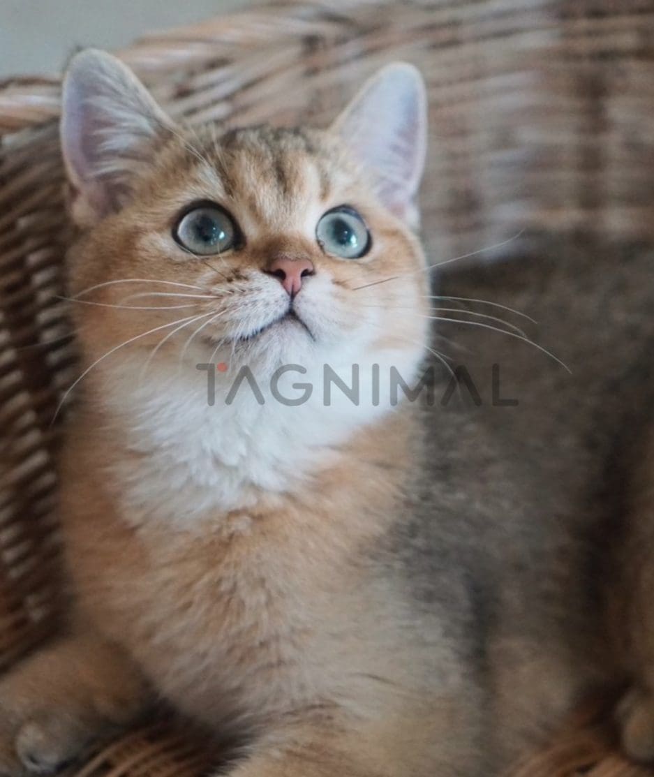 British shorthair kitten for sale, cat for sale at Tagnimal