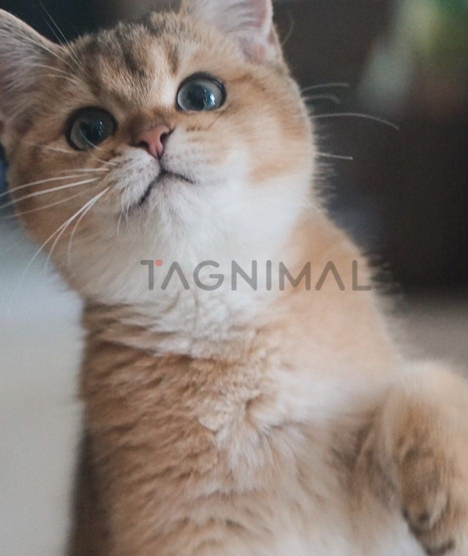 British shorthair kitten for sale, cat for sale at Tagnimal