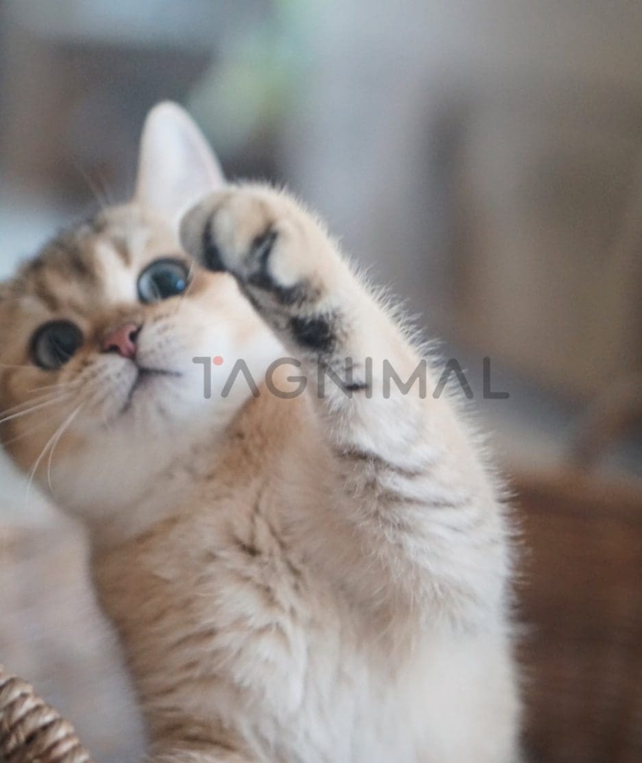 British shorthair kitten for sale, cat for sale at Tagnimal