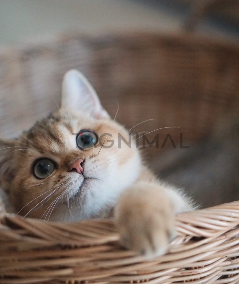 British shorthair kitten for sale, cat for sale at Tagnimal