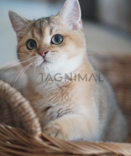 British shorthair kitten for sale, cat for sale at Tagnimal