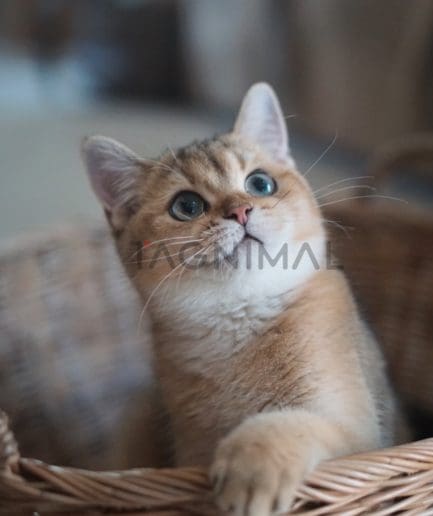 British shorthair kitten for sale, cat for sale at Tagnimal