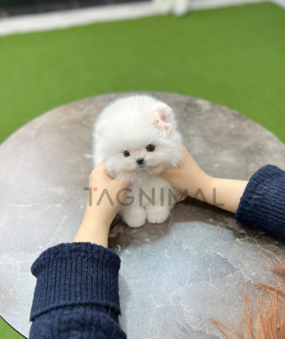 Pomeranian puppy for sale, dog for sale at Tagnimal