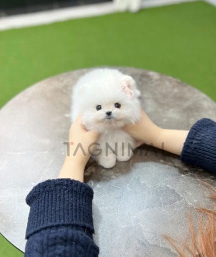 Pomeranian puppy for sale, dog for sale at Tagnimal