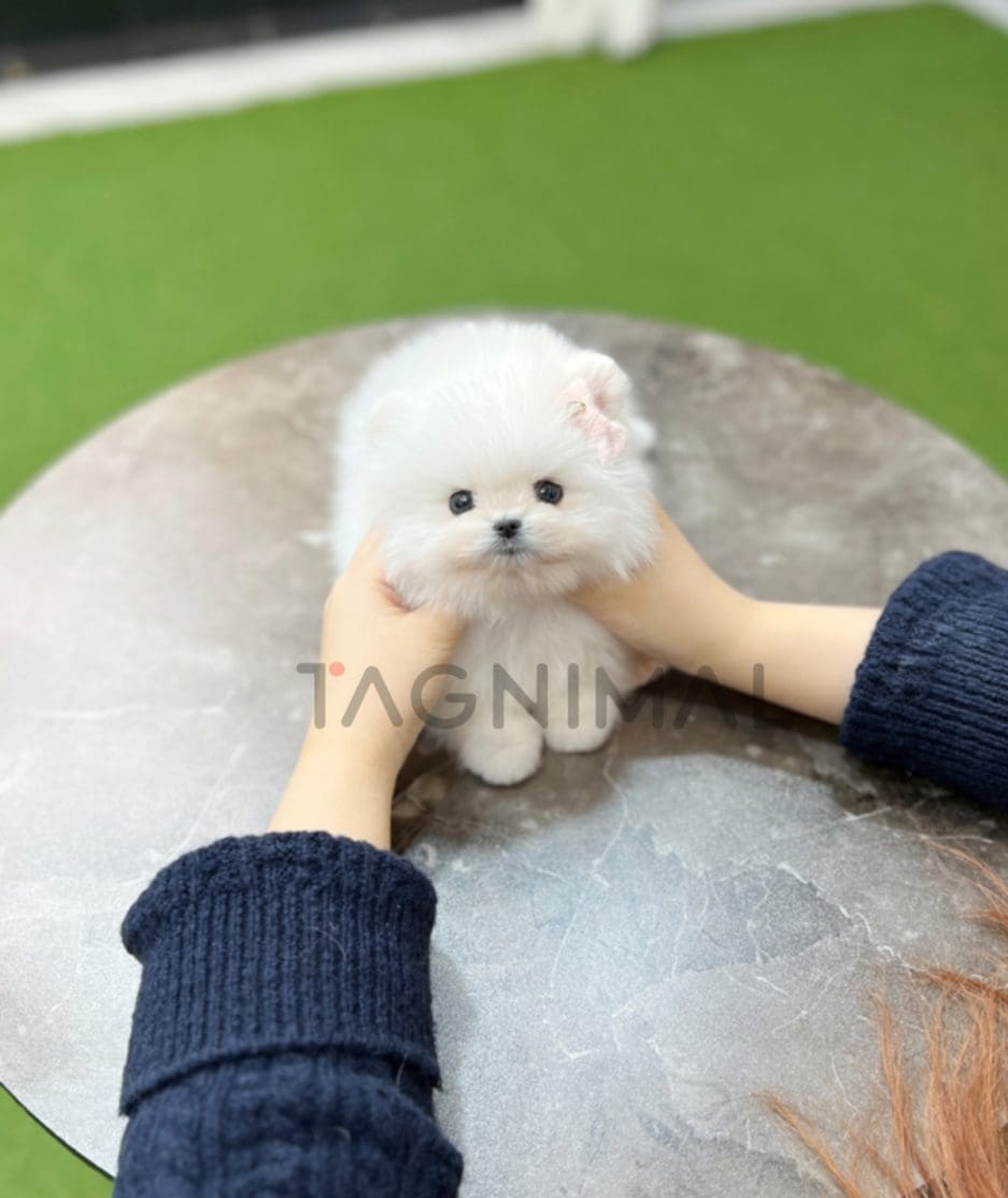 Pomeranian puppy for sale, dog for sale at Tagnimal