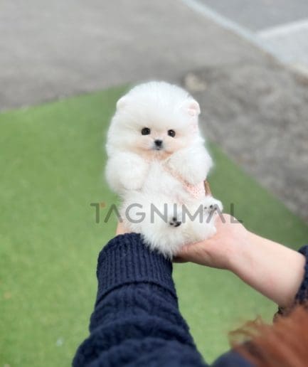 Pomeranian puppy for sale, dog for sale at Tagnimal