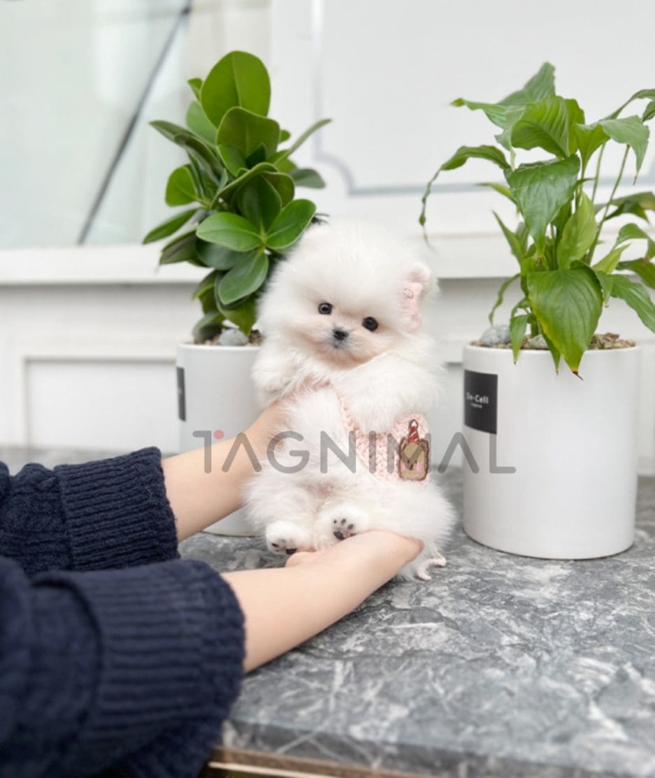 Pomeranian puppy for sale, dog for sale at Tagnimal