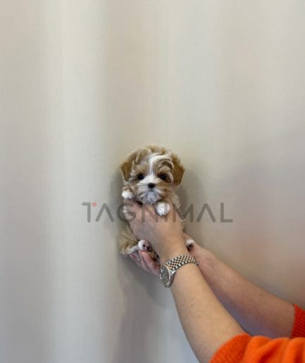 Maltipoo for sale, dog for sale at Tagnimal