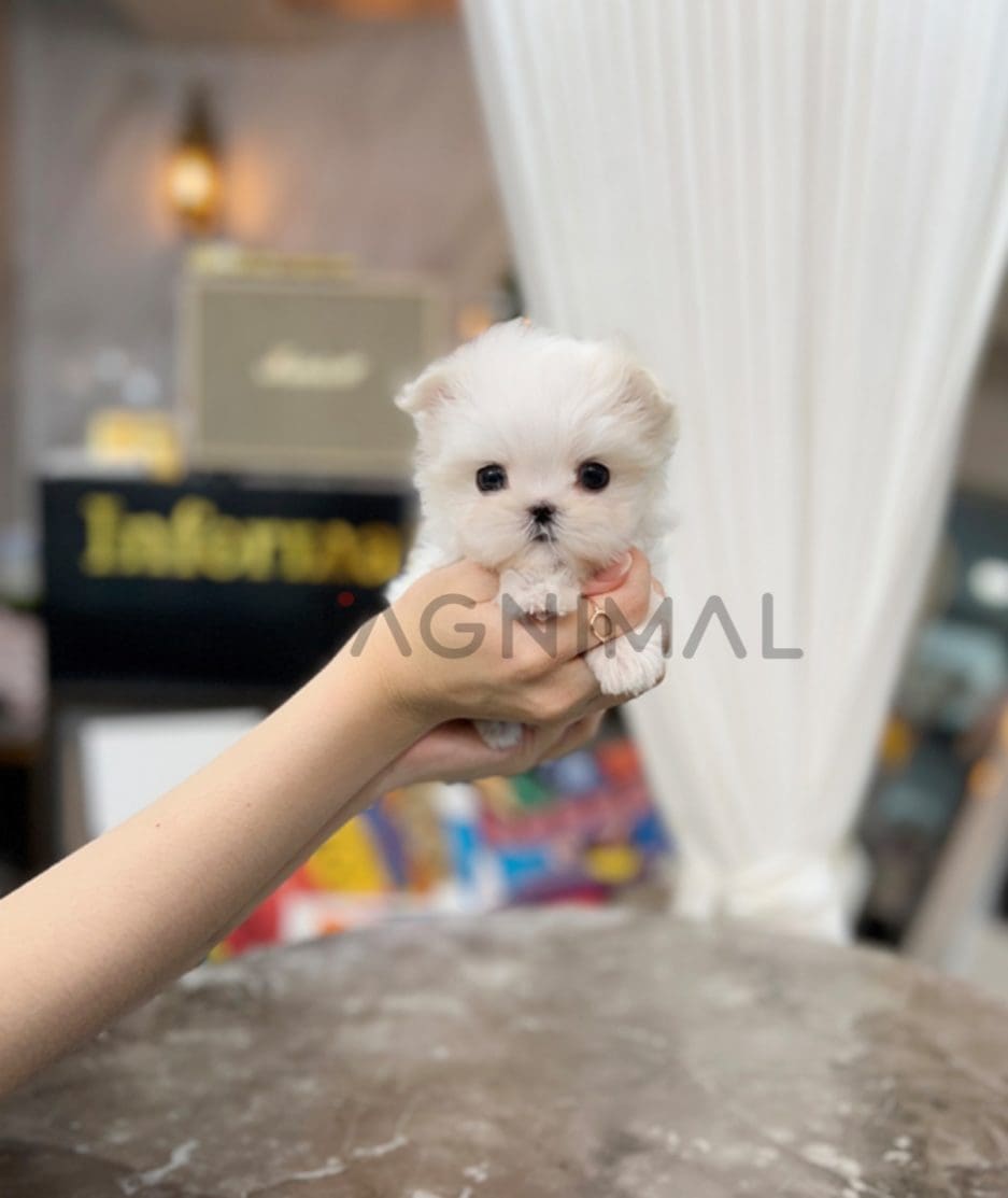 Maltese puppy for sale, dog for sale at Tagnimal