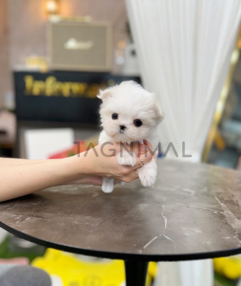 Maltese puppy for sale, dog for sale at Tagnimal