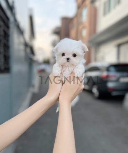 Maltese puppy for sale, dog for sale at Tagnimal