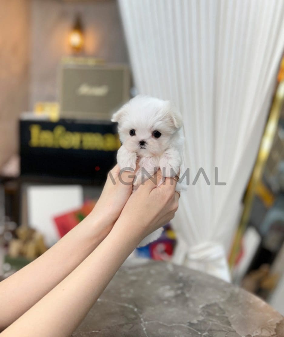 Maltese puppy for sale, dog for sale at Tagnimal