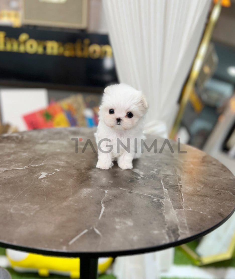 Maltese puppy for sale, dog for sale at Tagnimal