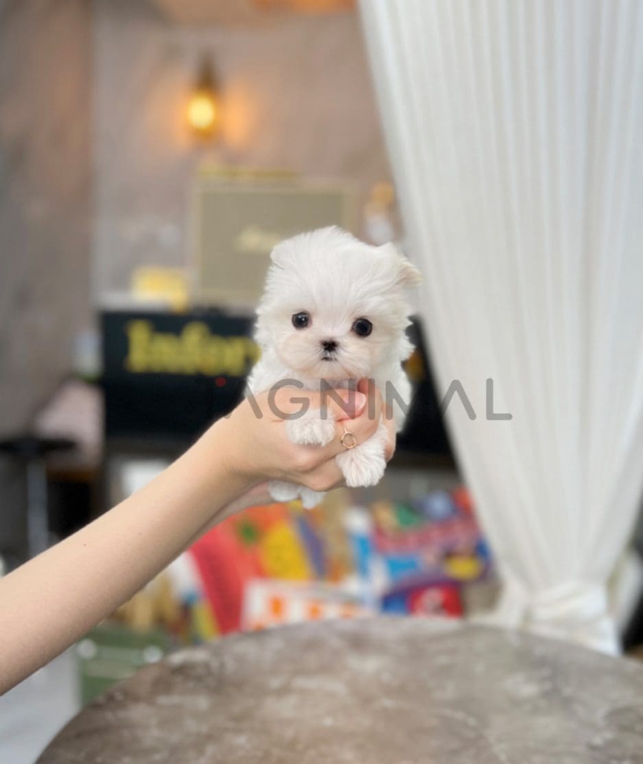 Maltese puppy for sale, dog for sale at Tagnimal