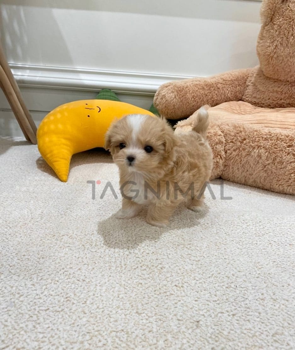 Maltipoo puppy for sale, dog for sale at Tagnimal