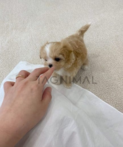 Maltipoo puppy for sale, dog for sale at Tagnimal