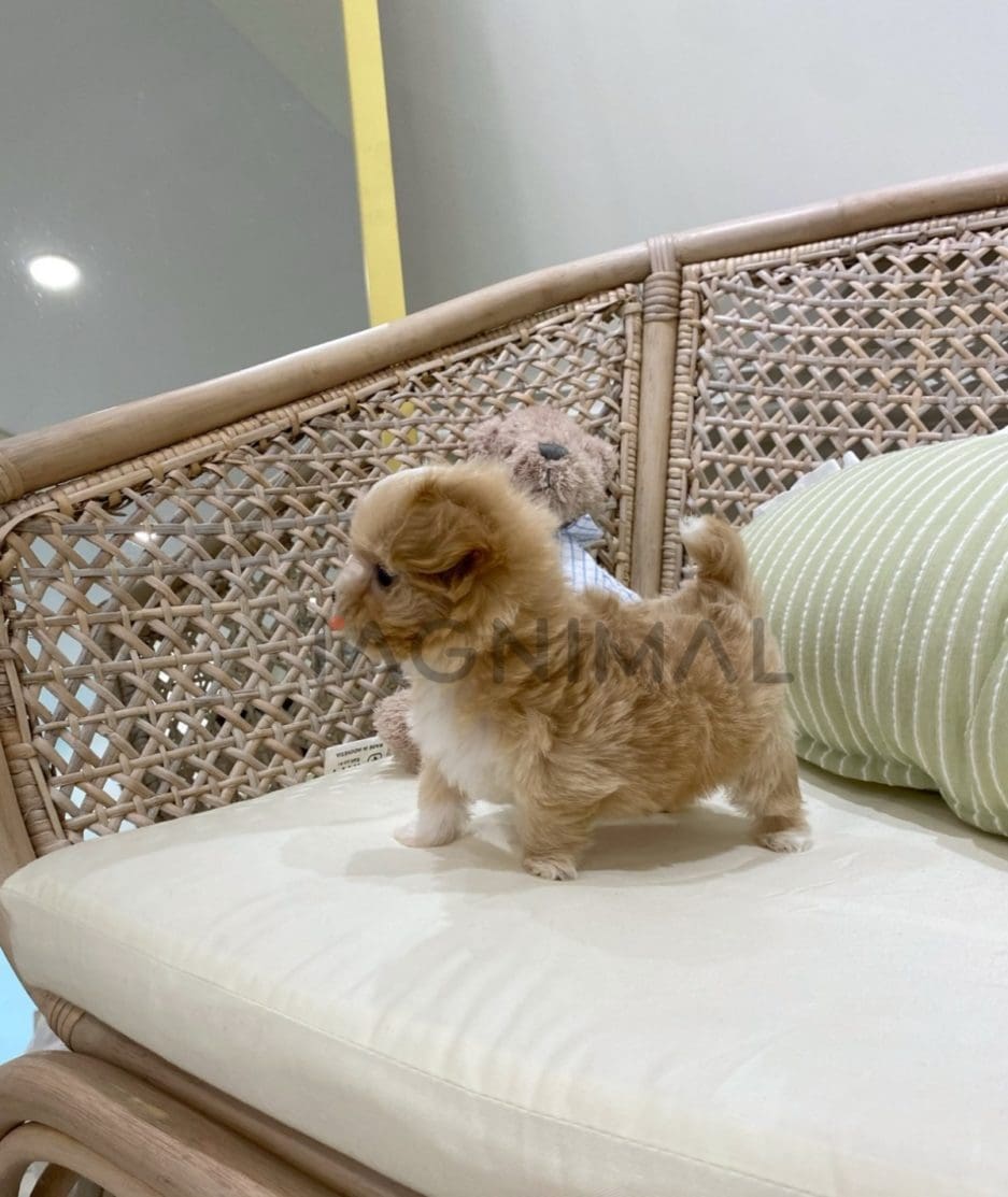 Maltipoo puppy for sale, dog for sale at Tagnimal