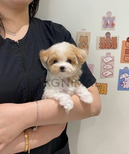 Maltipoo for sale, dog for sale at Tagnimal