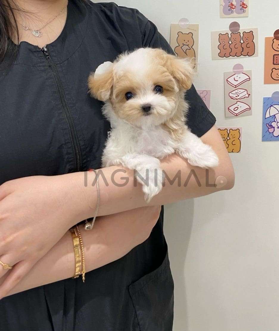 Maltipoo for sale, dog for sale at Tagnimal