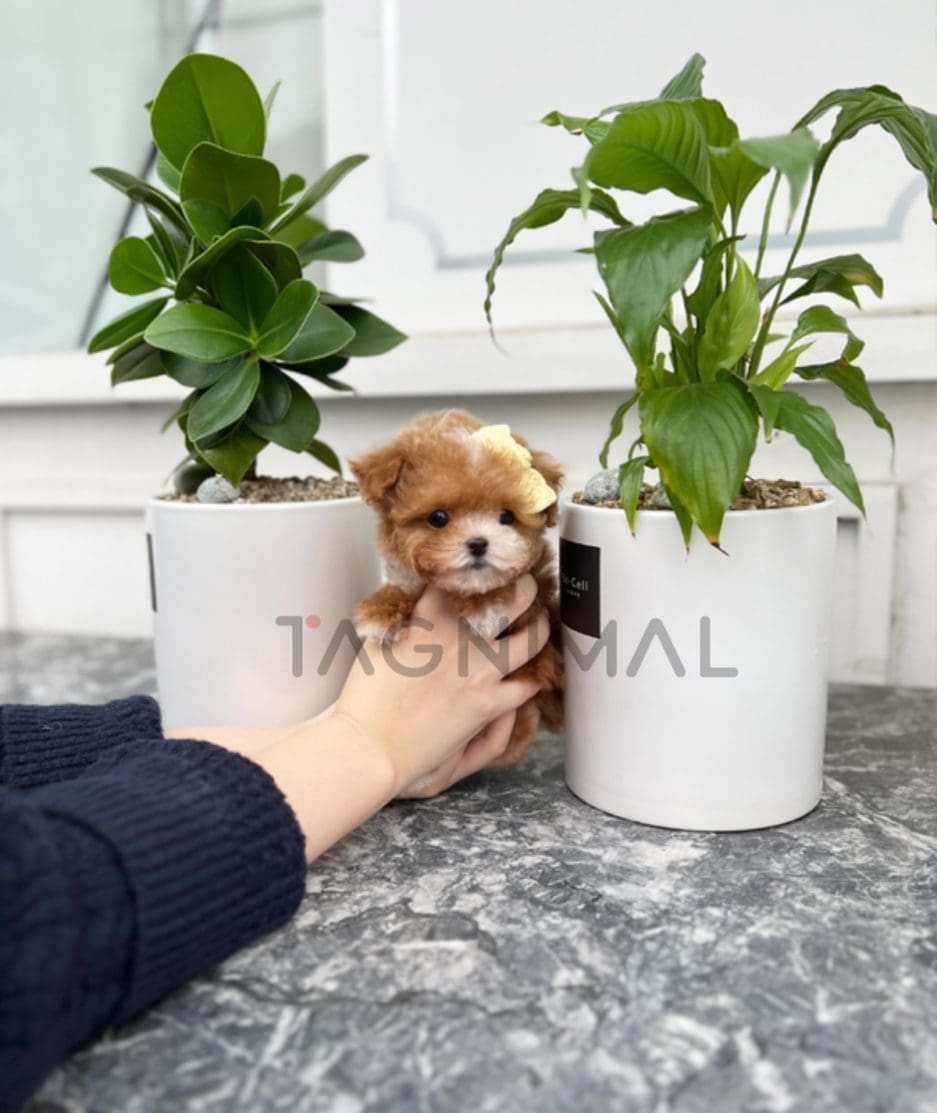 Maltipoo puppy for sale, dog for sale at Tagnimal