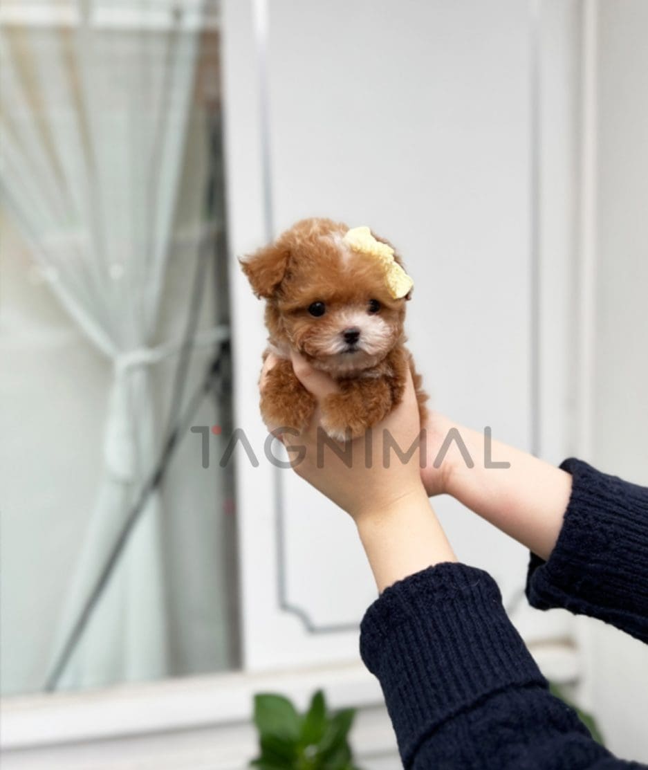 Maltipoo puppy for sale, dog for sale at Tagnimal