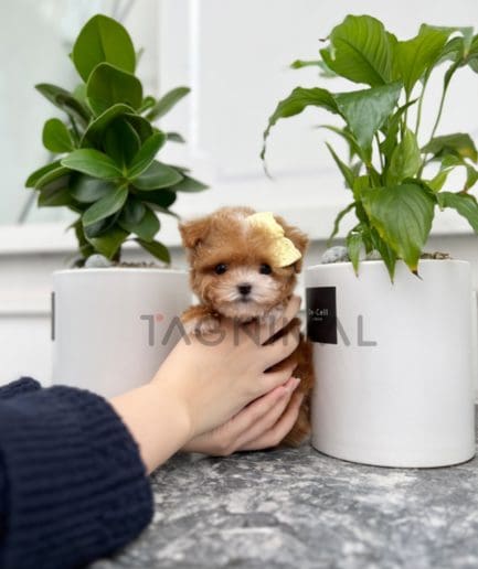 Maltipoo puppy for sale, dog for sale at Tagnimal