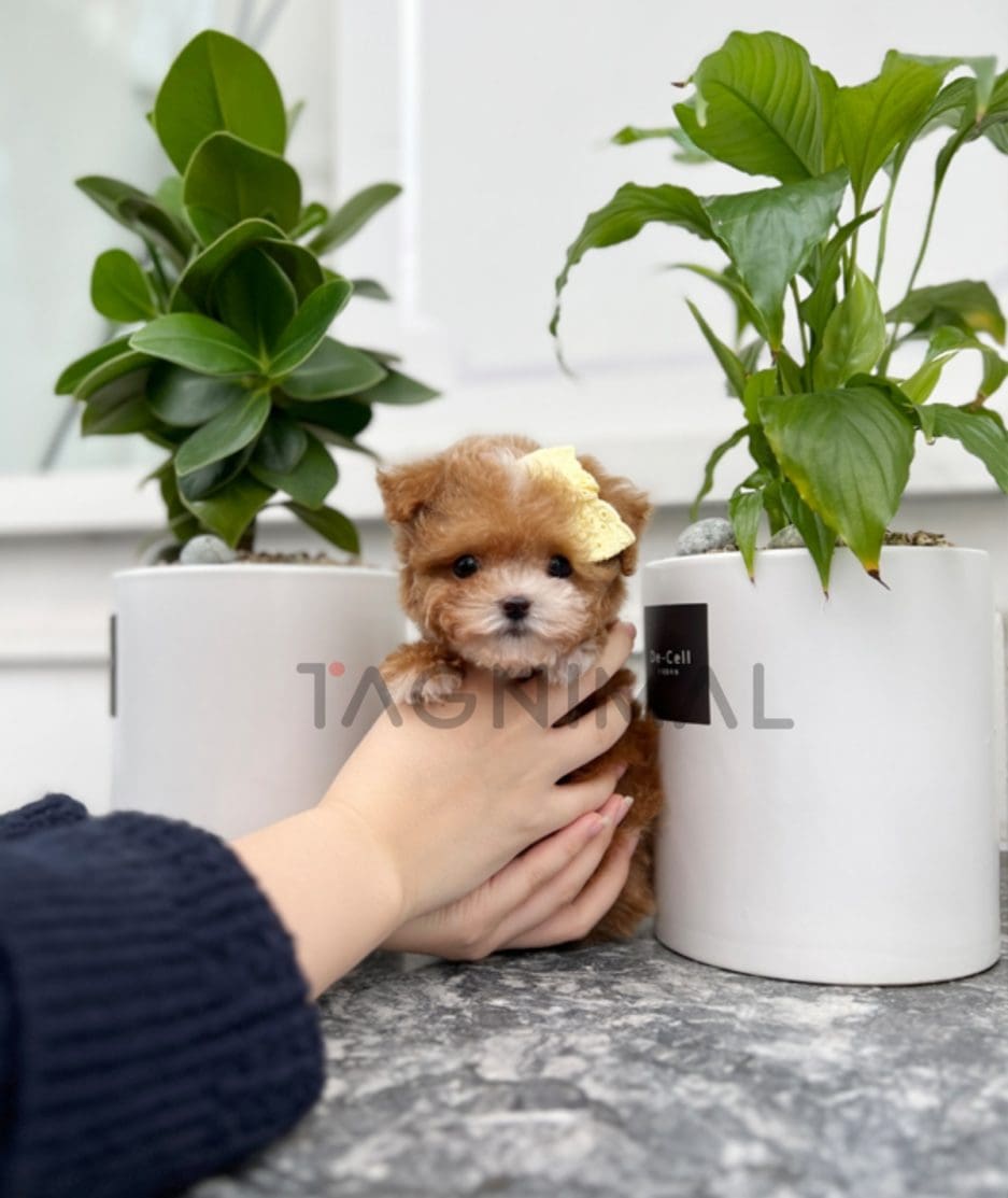 Maltipoo puppy for sale, dog for sale at Tagnimal